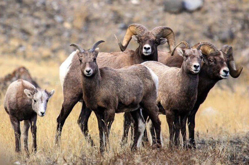 Show item 5 of 8. Yellowstone's Big Horn Sheep herd
