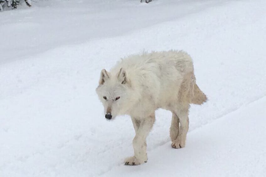 Winter & Spring are the best times to spot Yellowstone's Wolf Packs