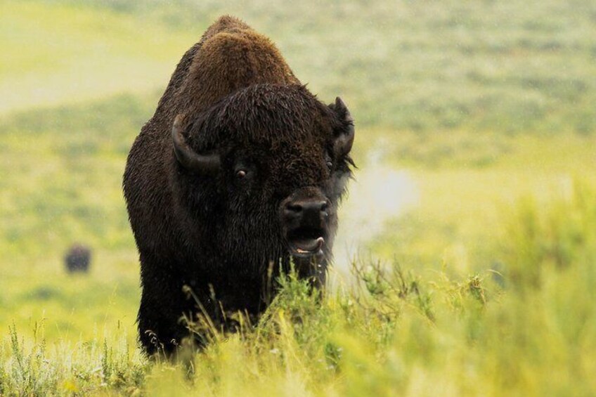 Powerful native bison herds abound