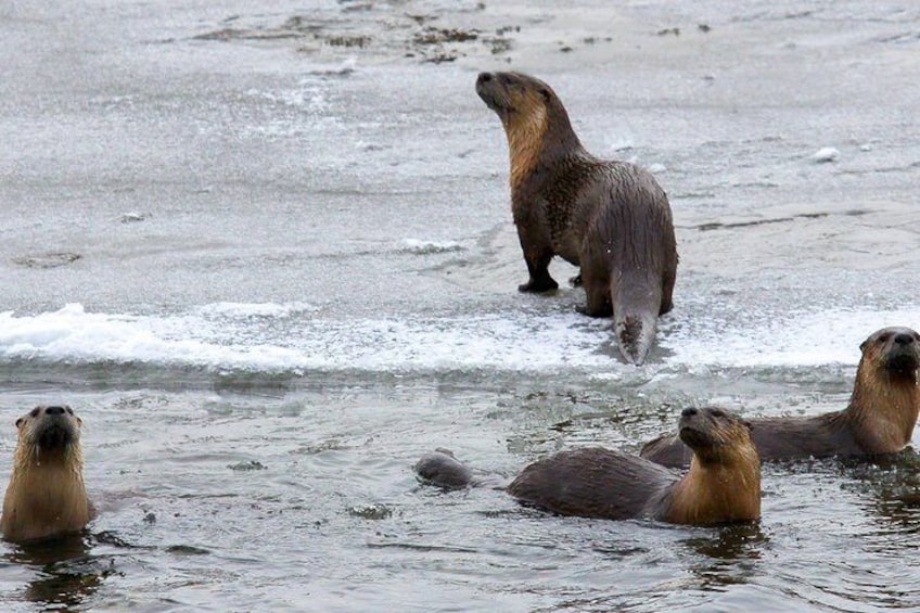 Playful Otters can be found