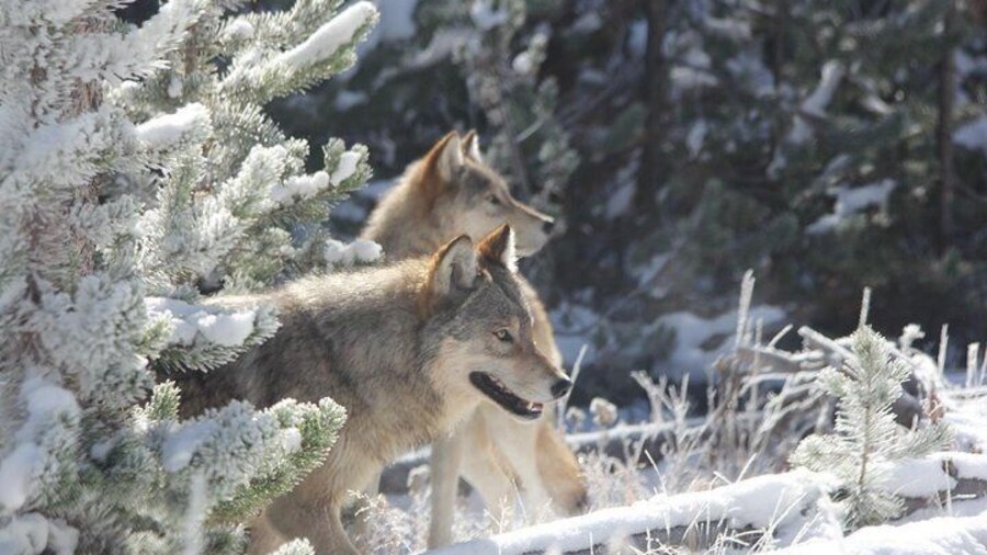 Yellowstone National Park - PRIVATE Upper Loop Tour from West Yellowstone