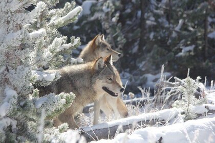 Yellowstone National Park - PRIVATE Upper Loop Tour from West Yellowstone