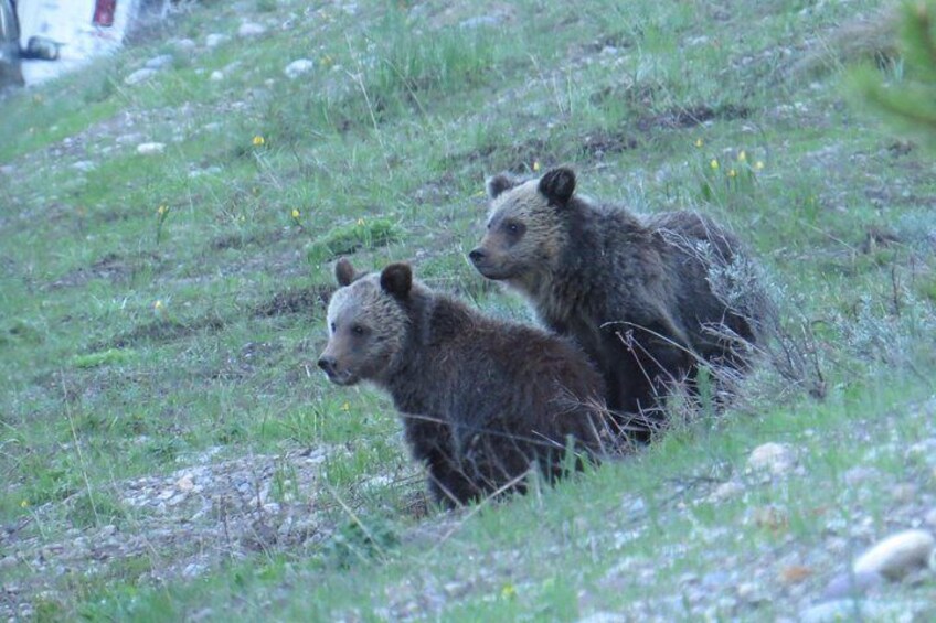 Yellowstone National Park - PRIVATE Upper Loop Tour from West Yellowstone