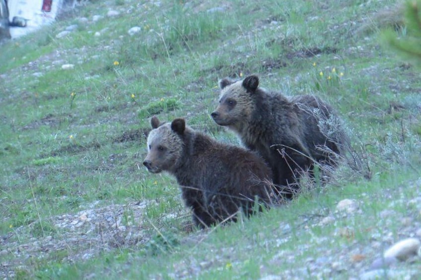Yellowstone National Park - PRIVATE Upper Loop Tour from West Yellowstone