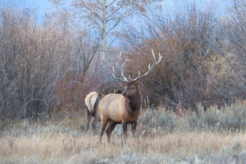 Yellowstone National Park - PRIVATE Upper Loop Tour from West Yellowstone