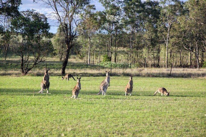 Meet the locals