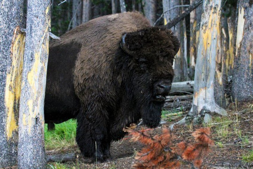 Bull Bison in the fall in Yellowstone Park