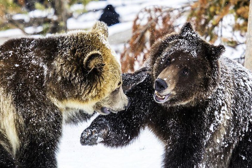 Grizzley Bears Playing in the snow early in the Spring 