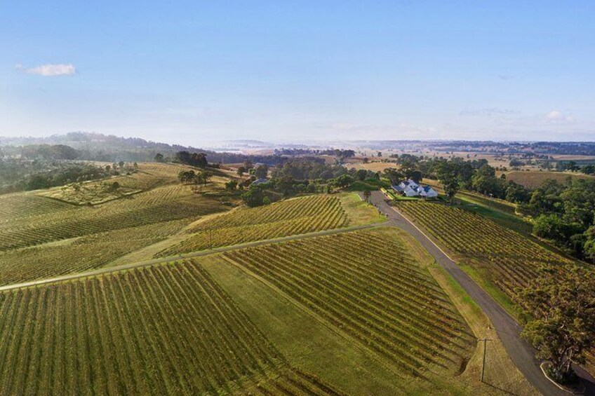 Audrey Wilkinson Vineyard, Hunter Valley NSW