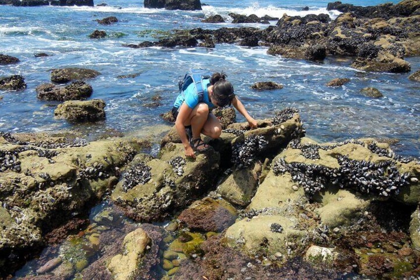 Oregon Coast Tide Pools