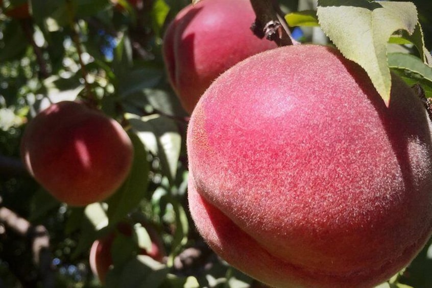 Peaches in Oregon Fruit Loop