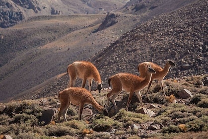 6-Day Andes Crossing from Mendoza to Chile by Horse