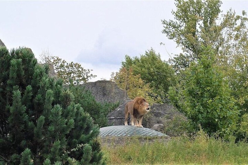 Ski-The-Line Entry Ticket to Oliwa Zoo with Private Transport