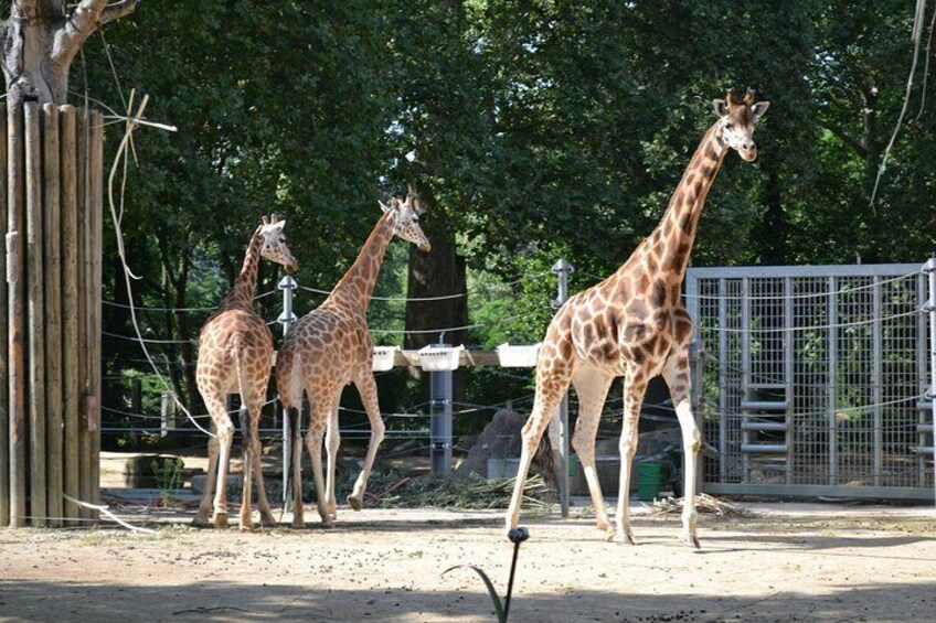 Ski-The-Line Entry Ticket to Oliwa Zoo with Private Transport