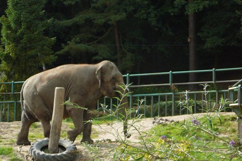 Ski-The-Line Entry Ticket to Oliwa Zoo with Private Transport