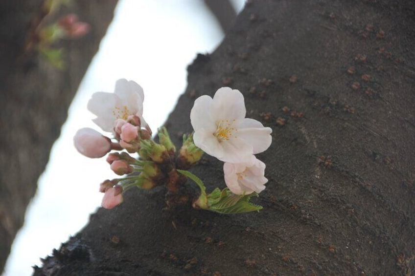 Cherry flower