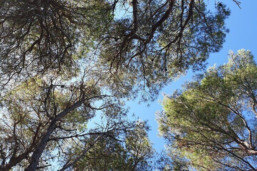 Naturalistic excursion to Ustica