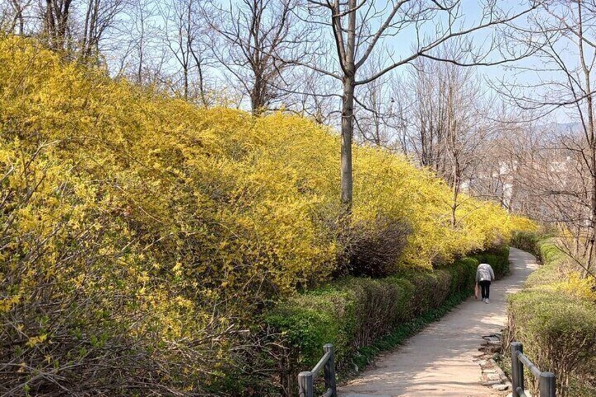 History & Nature: Prison Museum and Cherry Blossoms