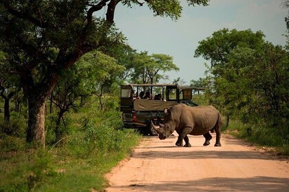 3-Day Kruger National Park Big 5 Backpacker Safari