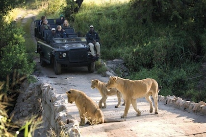 Safari Tour of Kruger National Park(3 Days + Accommodation)