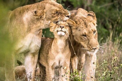 4-Day Kruger National Park & Panorama Route Tented Safari