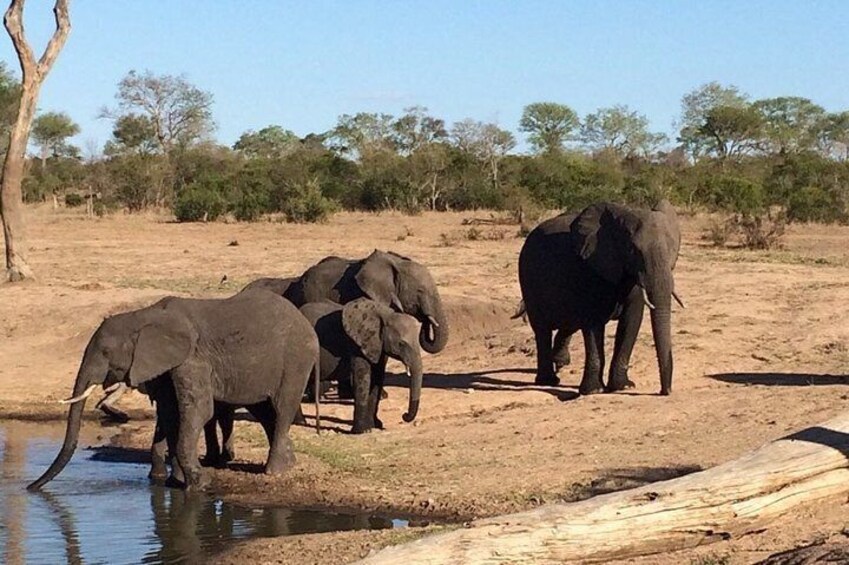 3-Day Kruger National Park Private Safari from Johannesburg