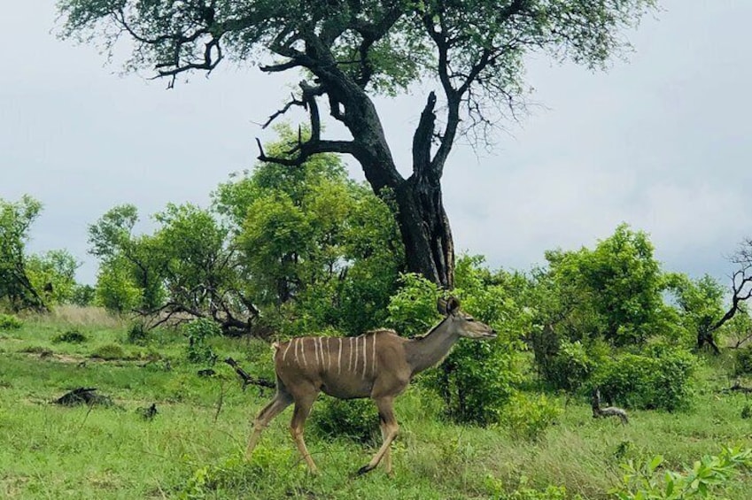 3-Day Kruger National Park Private Safari from Johannesburg