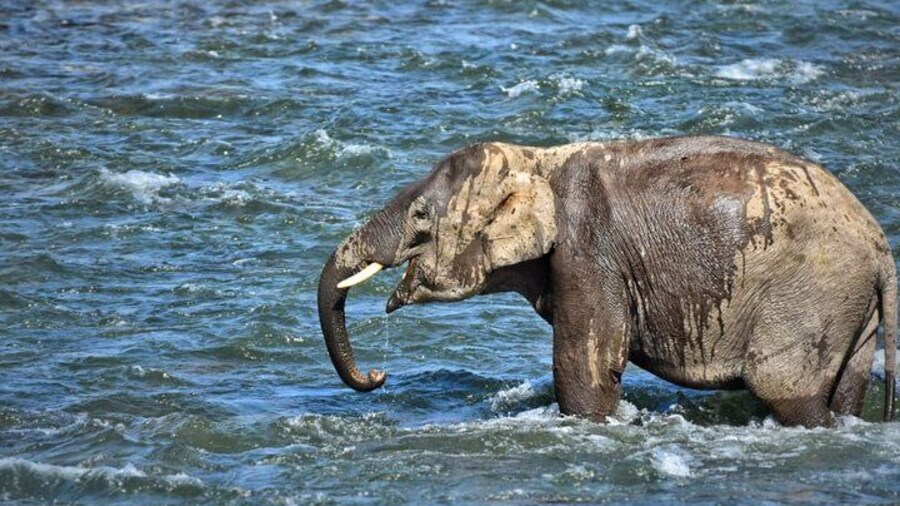 Elephant bath @ Corbett