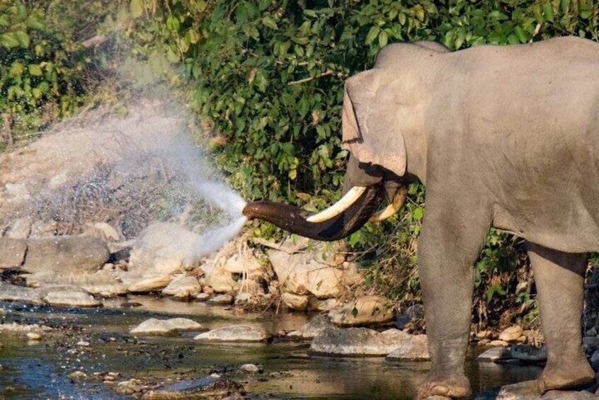 Elephant Bath in River @ Jim Corbett
