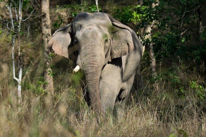 Wildlife Capture @ Corbett