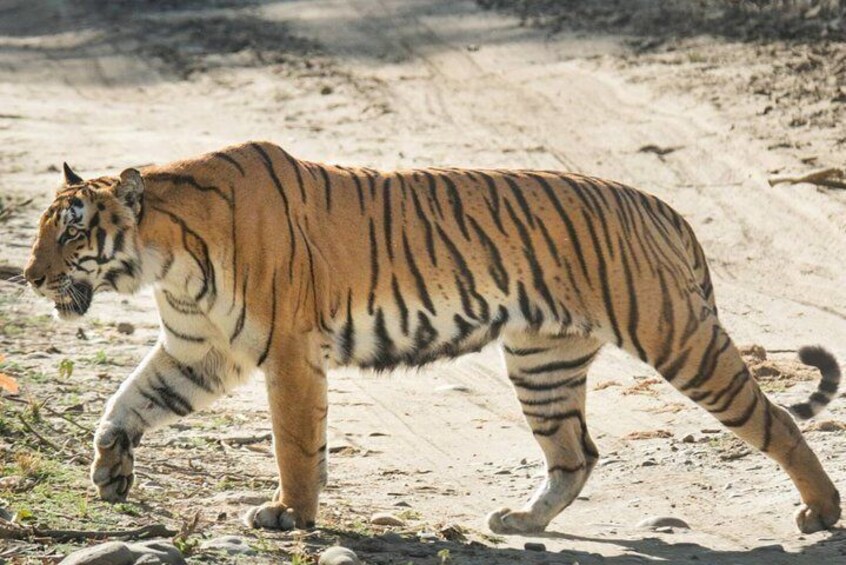 Tiger crossing road @ Jim Corbett