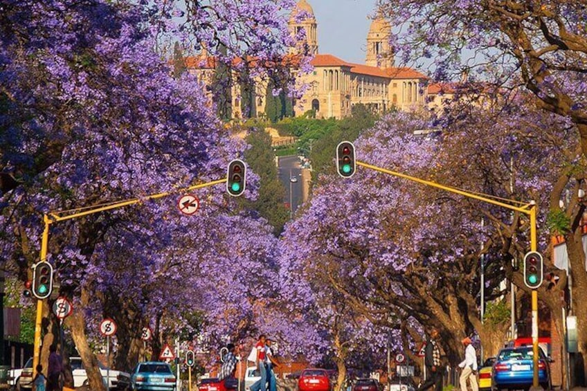 Jakaranda trees near union Building 