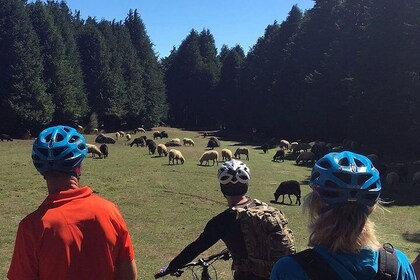 Easy Levada Biking Tour