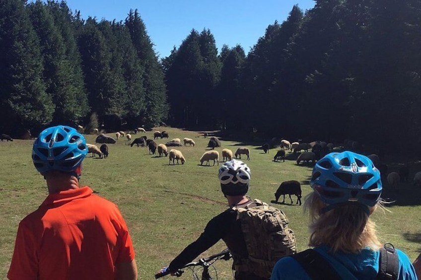 Easy Levada Biking Tour