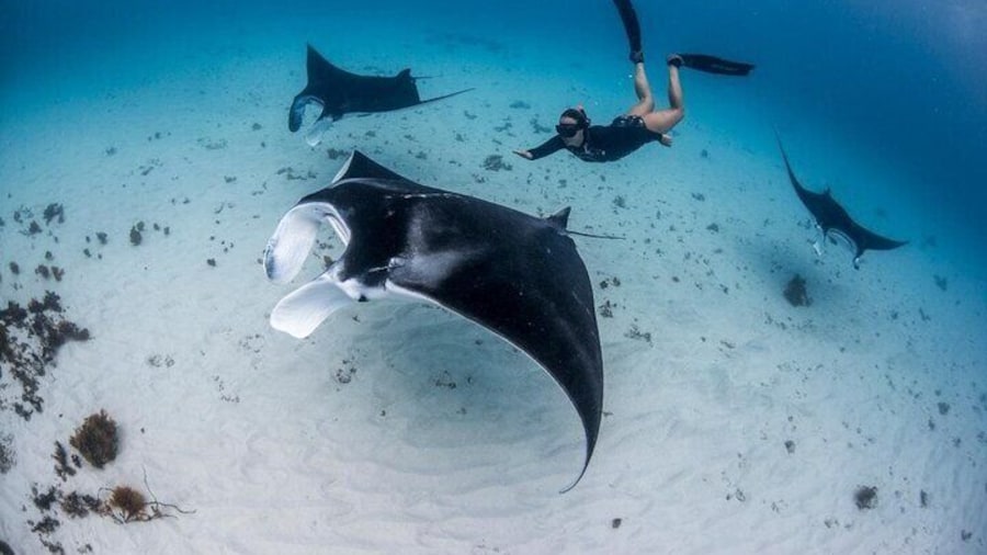 Three Islands Snorkeling Trip