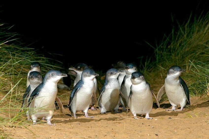 Full-Day Private Australian Wildlife Tour of Phillip Island