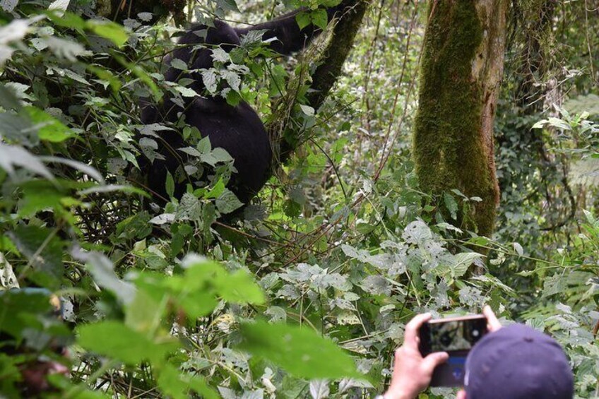 3-Day Bwindi National Park including Gorilla Tracking