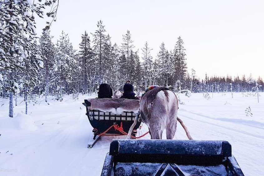 Guided reindeer farm visit and one hour sledge safari