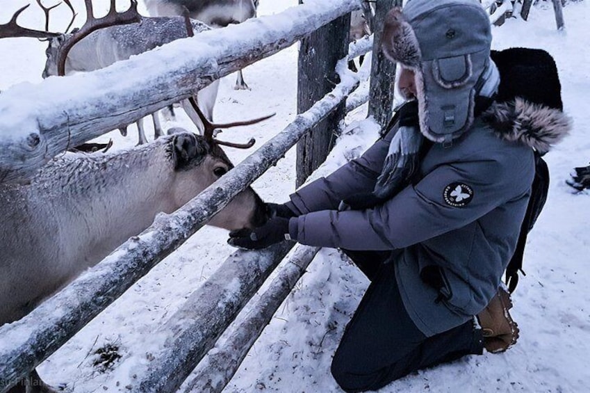 Guided reindeer farm visit and one hour sledge safari