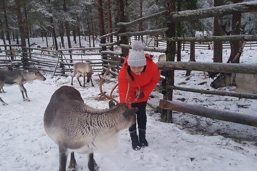 Guided reindeer farm visit and one hour sledge safari