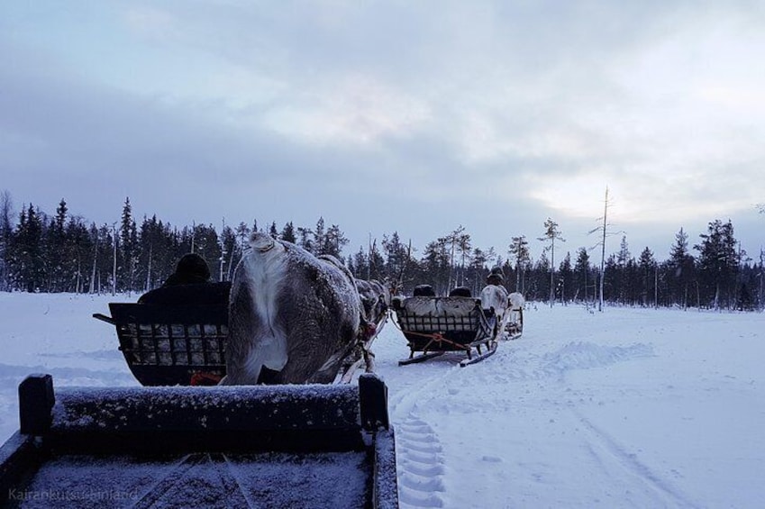 Guided reindeer farm visit and one hour sledge safari