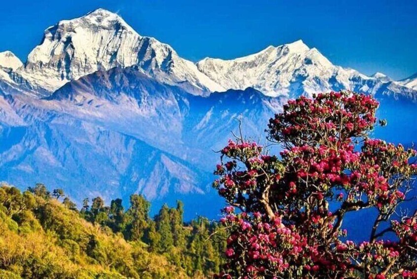 Scenic Adventure: Group Joining 2-Day Poon Hill Trek Tour