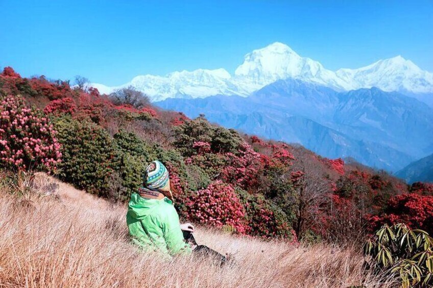 The Best of Nepal : 5-Day Trek to Ghorepani Poon Hill & Ghandruk