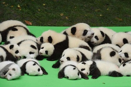 Private Chengdu Highlights Day Trip: Panda Base and City from Shanghai by A...