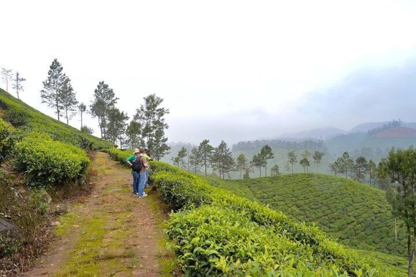 Full-Day Private Tour to Munnar from Kochi with Lunch