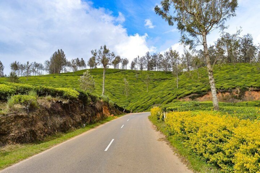 Full-Day Private Tour to Munnar from Kochi with Lunch