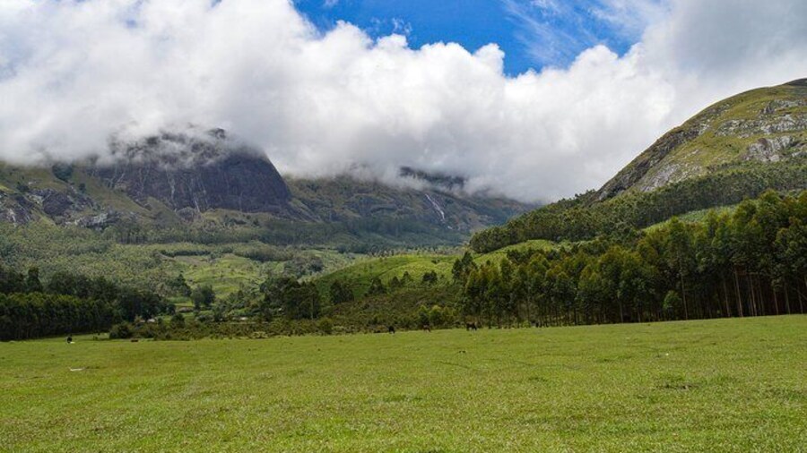 Full-Day Private Tour to Munnar from Kochi with Lunch