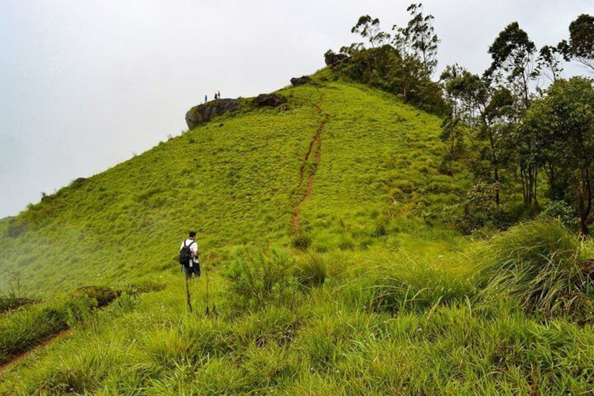 Full-Day Private Tour to Munnar from Kochi with Lunch