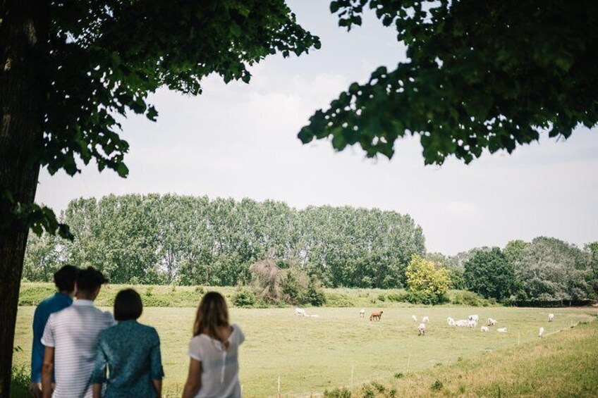 Parma Lowlands Private Tour with Farm Visit | Artemilia Guided Tours