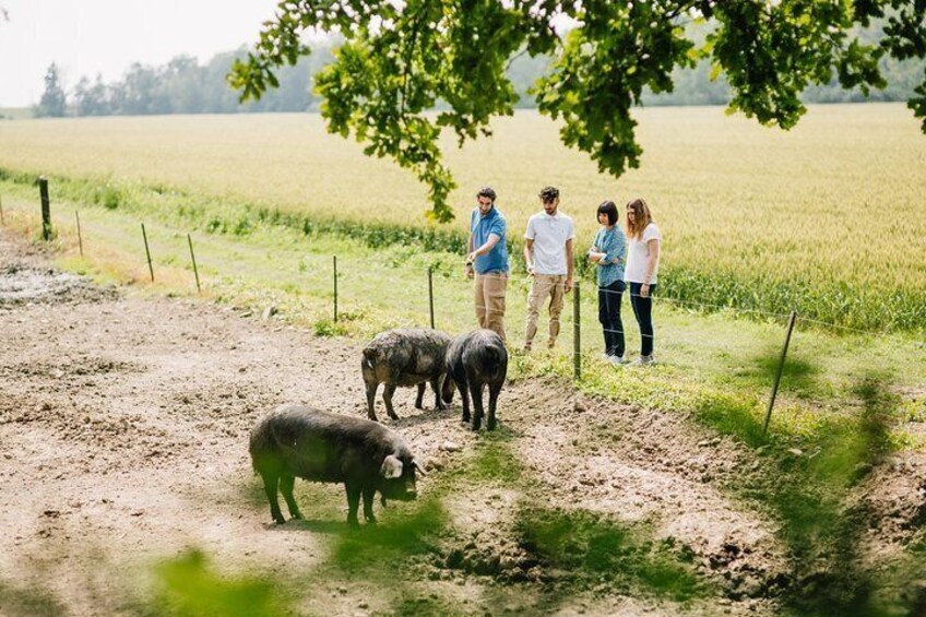 Parma Lowlands Private Tour with Farm Visit | Artemilia Guided Tours 